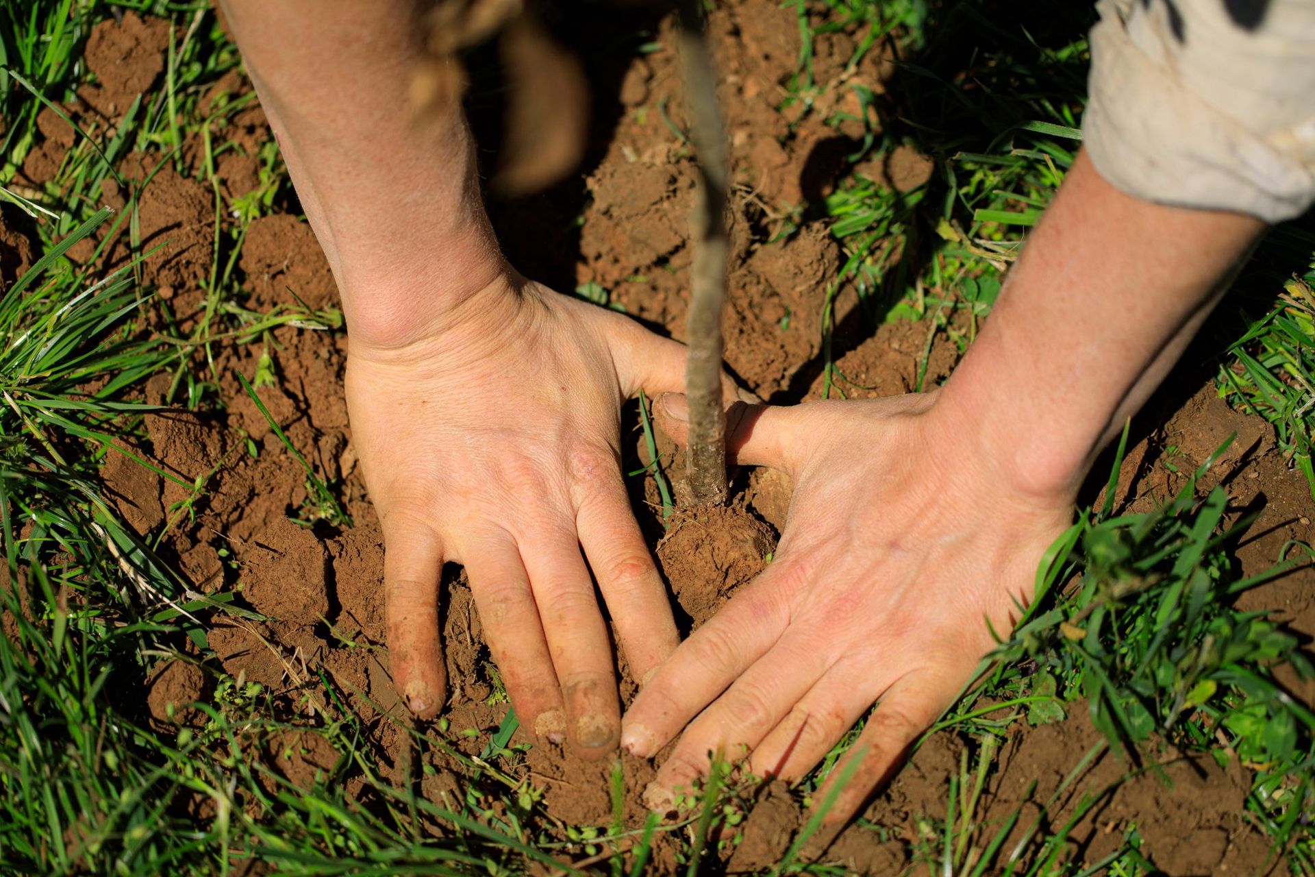 Healthy pasture soil