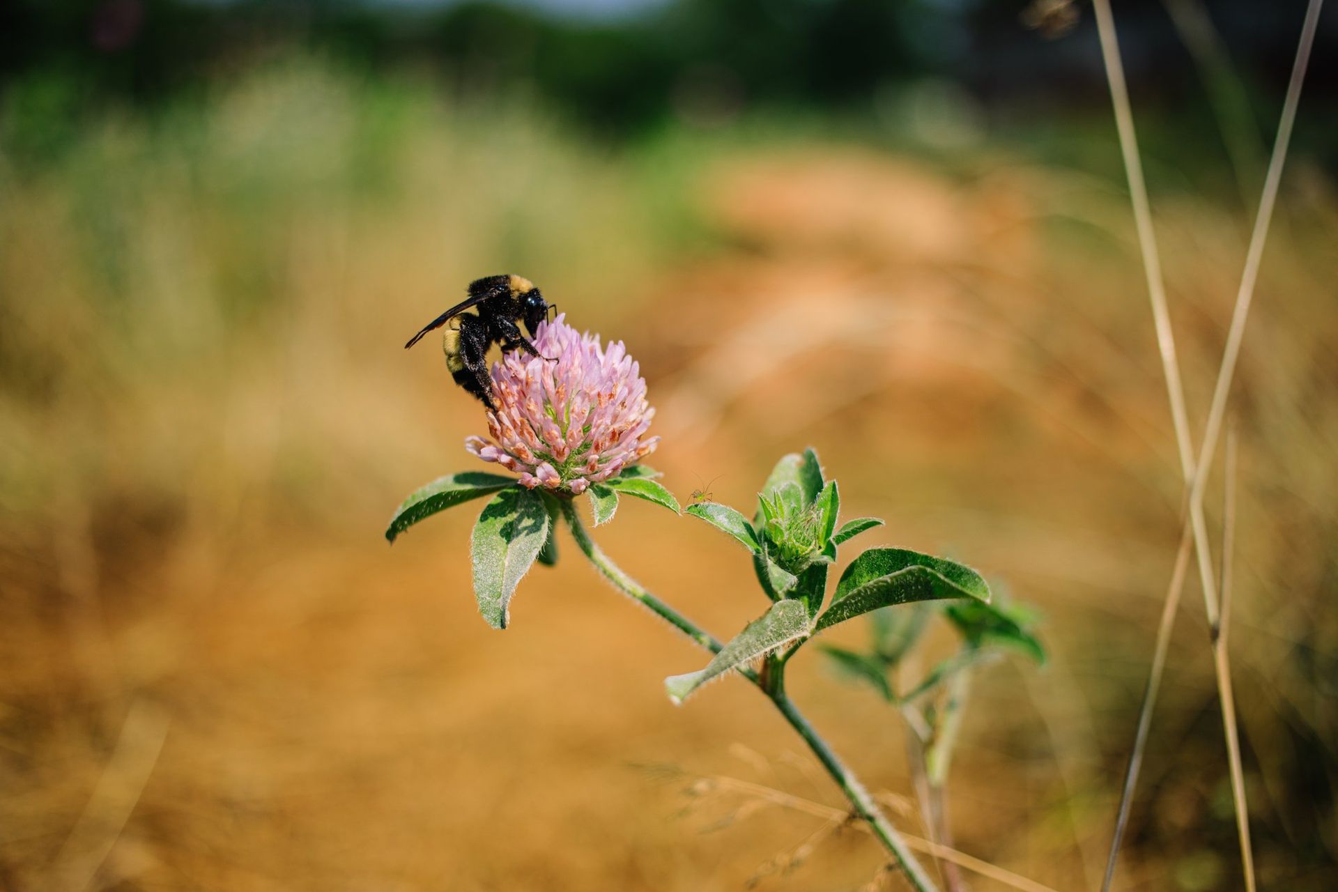 Farm bug sampling