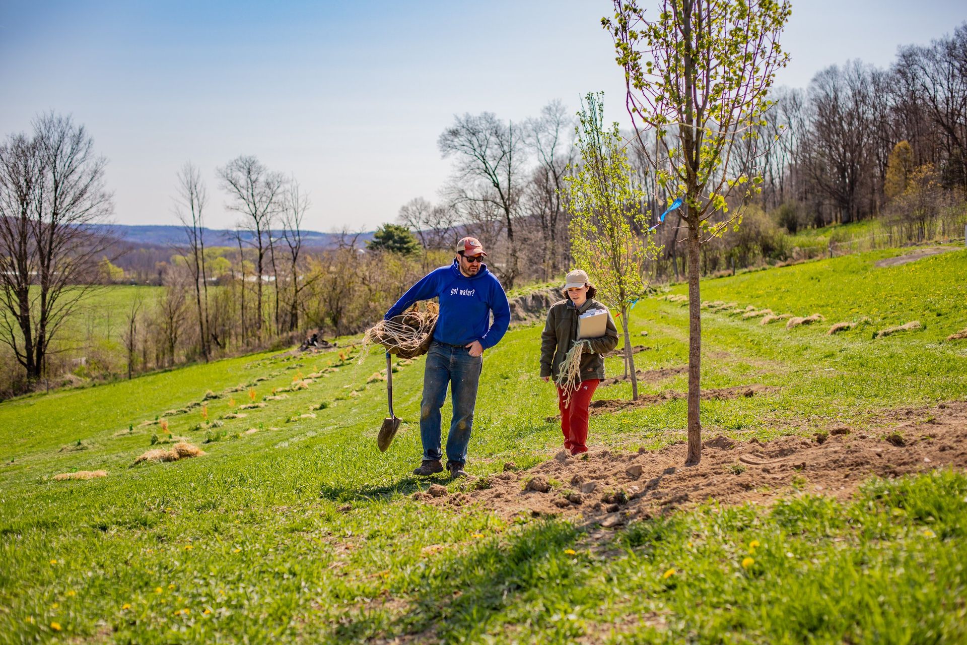 Sycamore at Vernon Martin farm