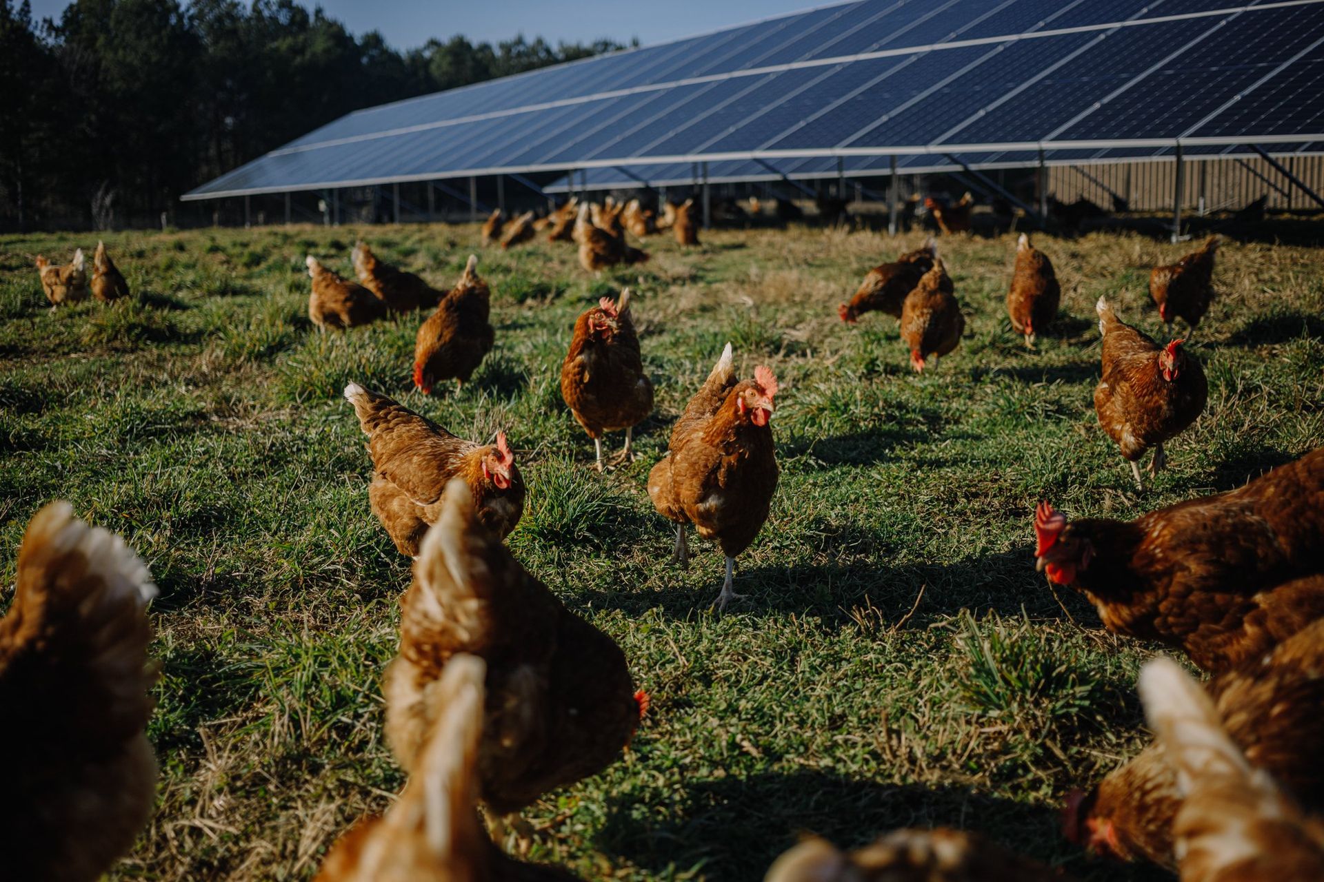 Sustainable farm visit
