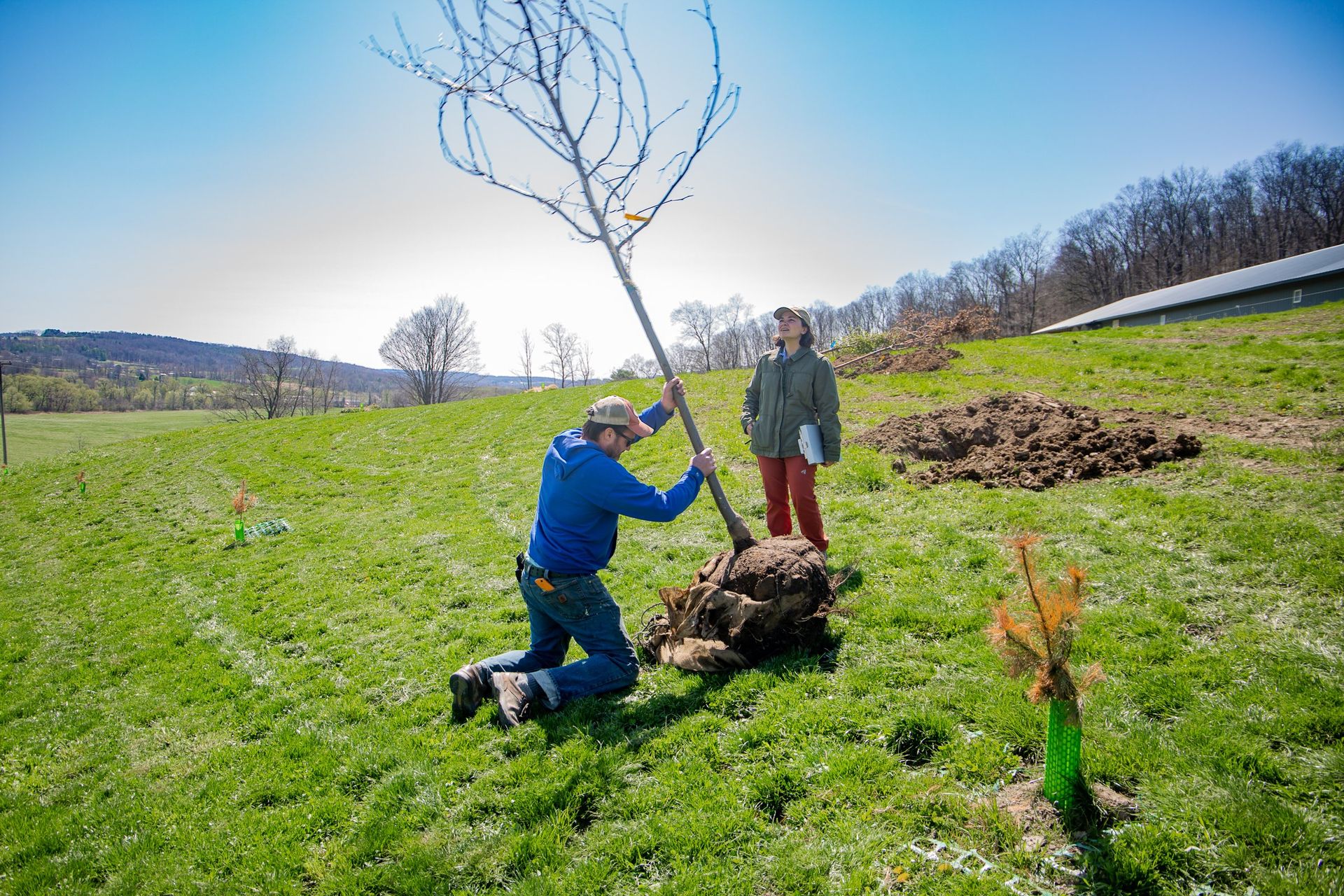 Sycamore May planting at Vernon Martin farm