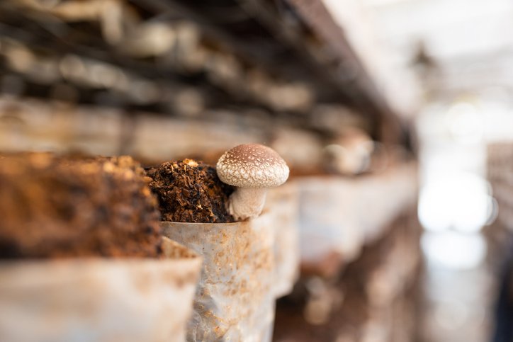 Funding Sustainable Mushrooms